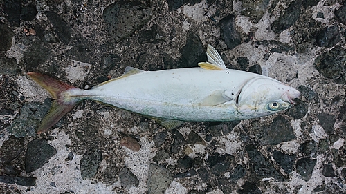 ツバスの釣果