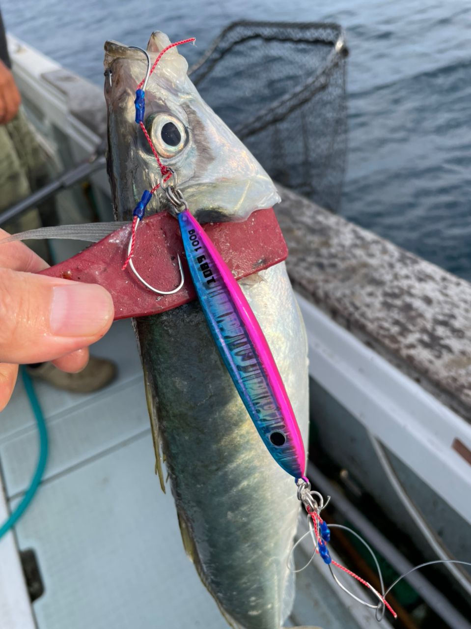 アングラー九州さんの釣果 2枚目の画像