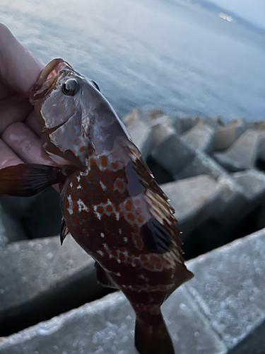 キジハタの釣果