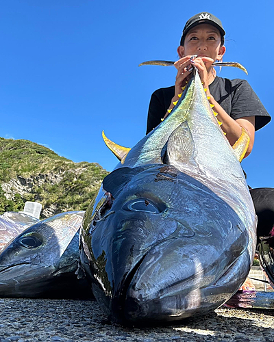 キハダマグロの釣果