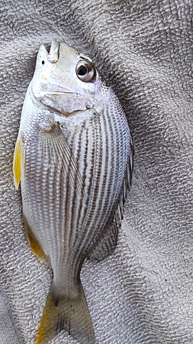 ヘダイの釣果