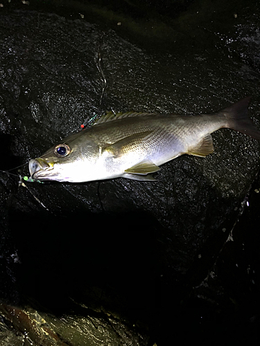 イサキの釣果