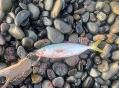 ワカシの釣果
