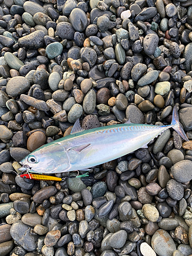 ソウダガツオの釣果