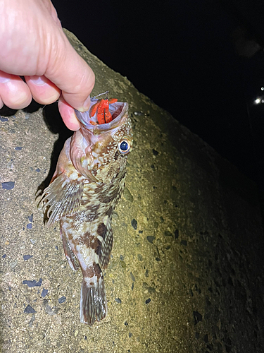 タケノコメバルの釣果