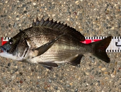 クロダイの釣果