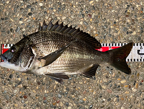 クロダイの釣果