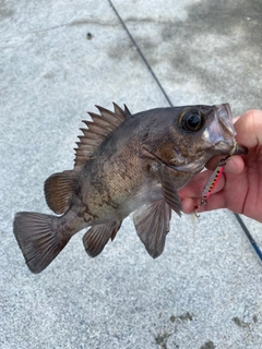 メバルの釣果