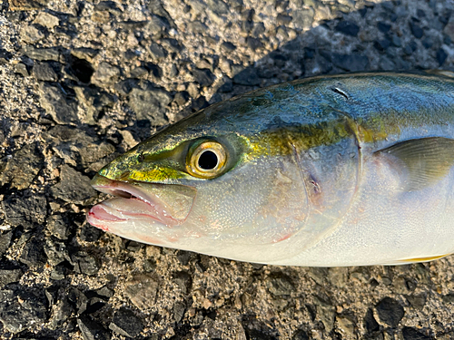 ツバスの釣果