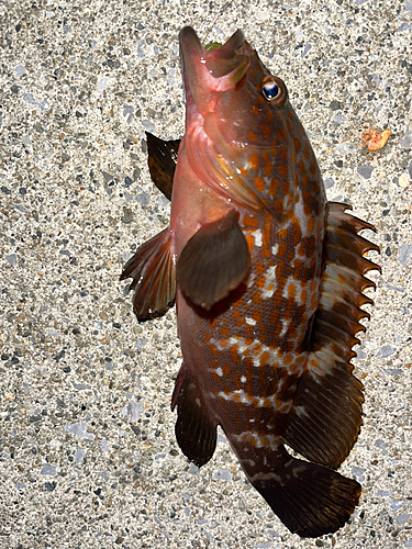 キジハタの釣果