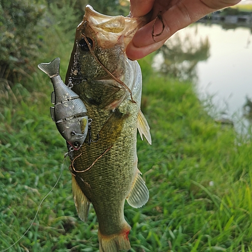 ブラックバスの釣果