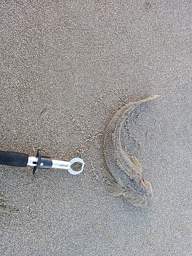 マゴチの釣果