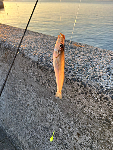 キスの釣果