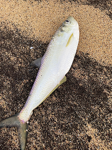 ターポンの釣果