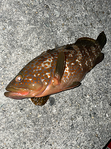 アコウの釣果