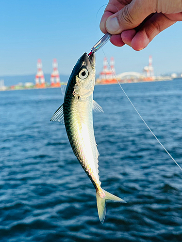 サバの釣果