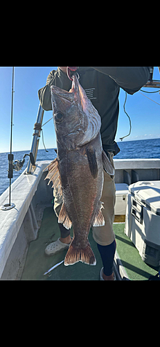 アラの釣果