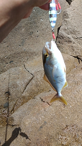 シオの釣果