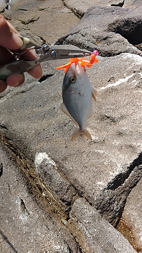 シオの釣果