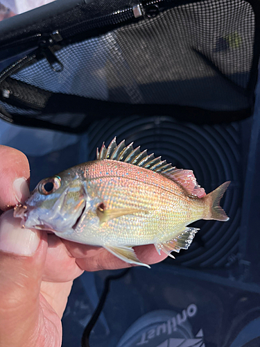 チャリコの釣果