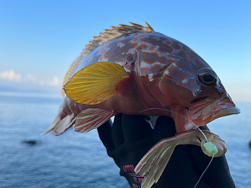 キジハタの釣果