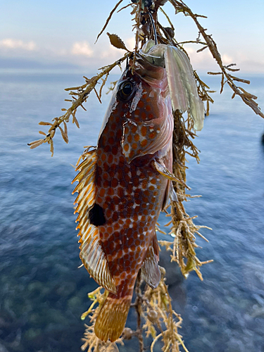 キジハタの釣果