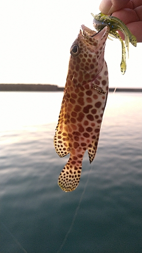 イシミーバイの釣果