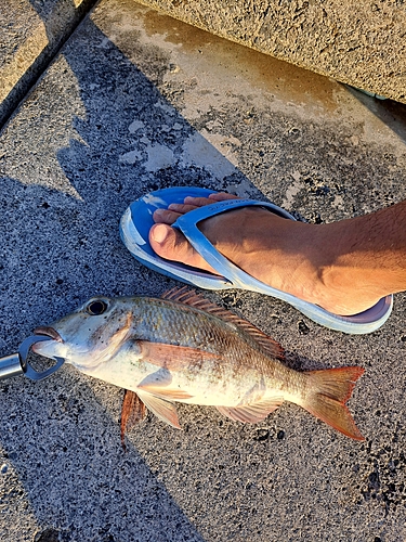 クチナジの釣果