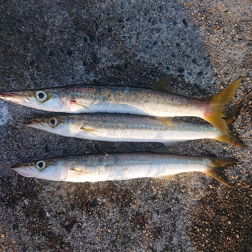 アカカマスの釣果