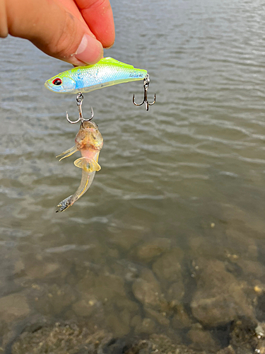 マハゼの釣果