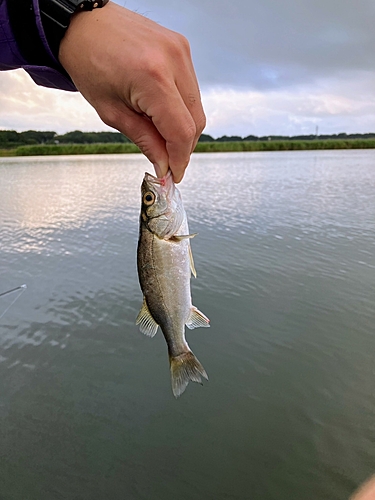 釣果