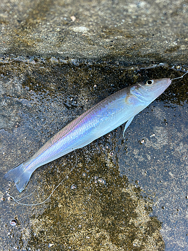 キスの釣果