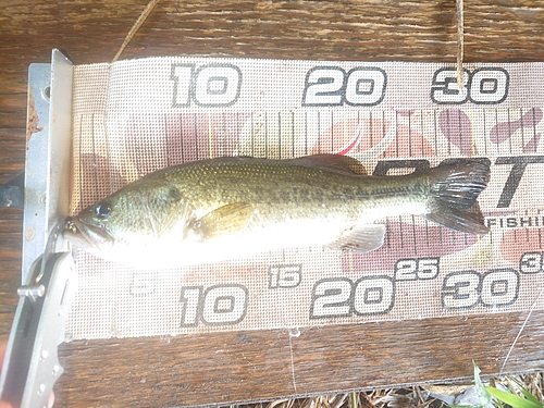 ブラックバスの釣果