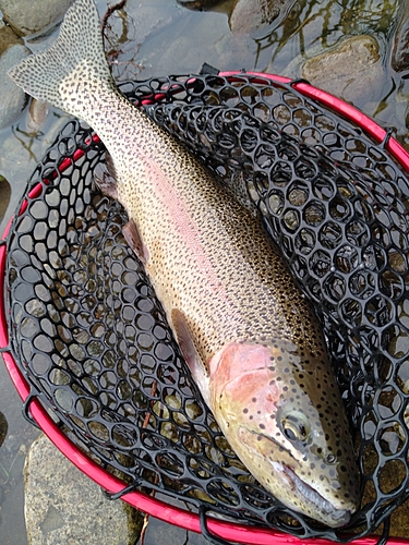 ニジマスの釣果