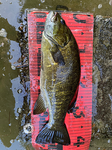 スモールマウスバスの釣果