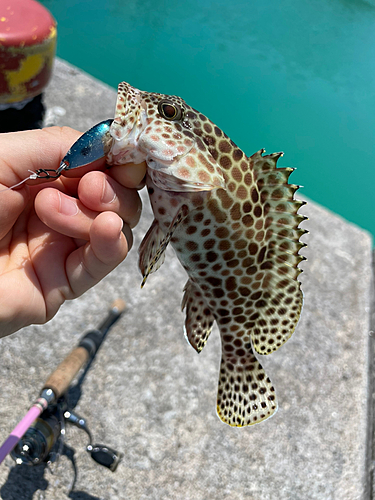 イシミーバイの釣果