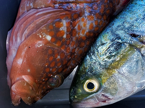 ツバスの釣果