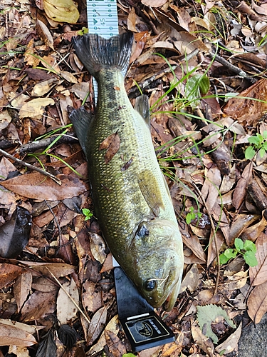 ブラックバスの釣果