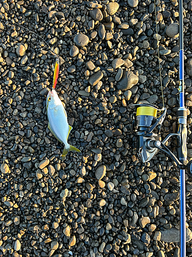 シオの釣果