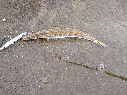 カマスの釣果