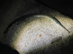 ダツの釣果