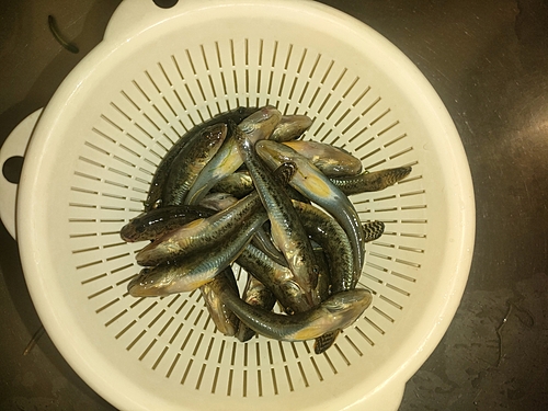 ハゼの釣果