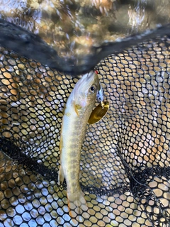 イワナの釣果