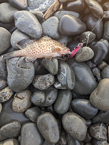 オオモンハタの釣果