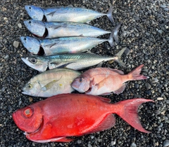 ホウセキキントキの釣果