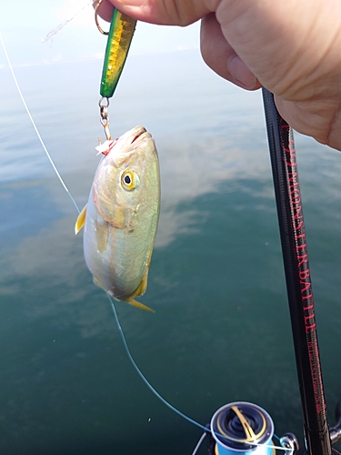 ハマチの釣果