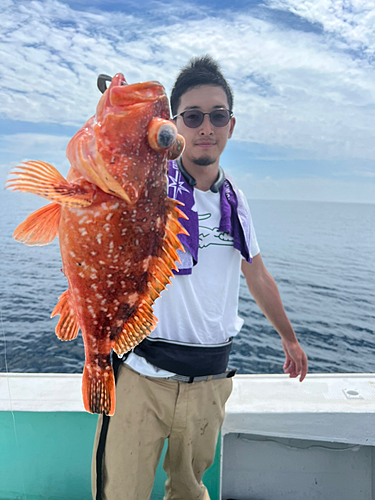 ウッカリカサゴの釣果