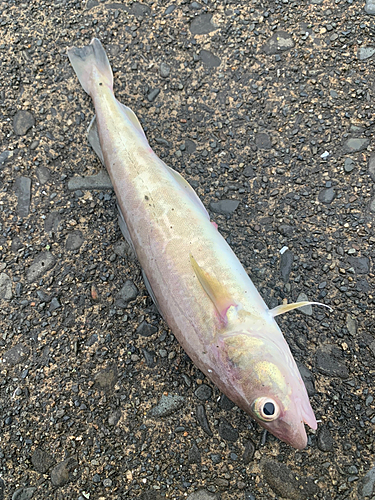 コマイの釣果