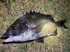 チヌの釣果