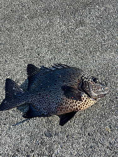 イシガキダイの釣果